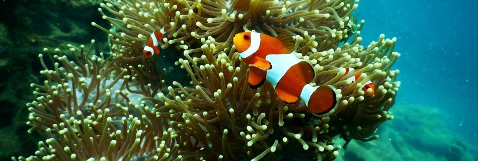 clownfish near coral reef